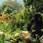 Uganda Gorilla Safaris