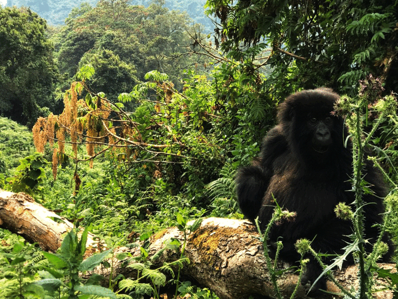 Uganda Gorilla Safaris