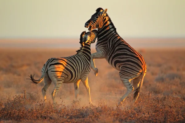 What Animals Are Involved in the Great Migration Great Wildlife Migration
