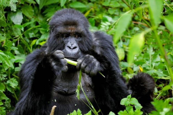 Best Time of Year for Gorilla Trekking