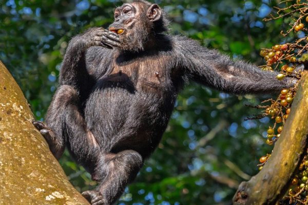 What Should I Pack for a Chimpanzee Tracking Safari in Rwanda Pack for Chimp Tracking