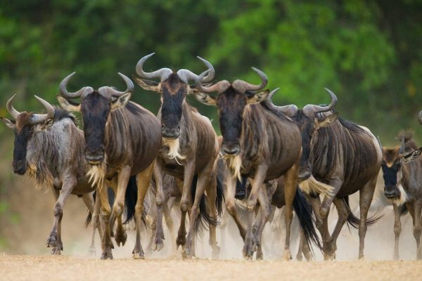 Where Can I See the Great Migration in Tanzania Serengeti National Park