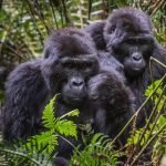 Gorilla Habituation Experience in Bwindi
