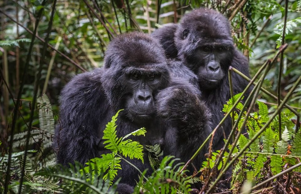 Gorilla Habituation Experience in Bwindi