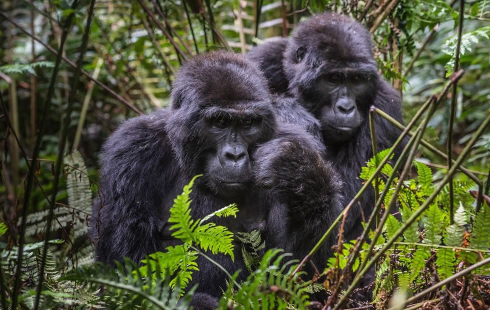 Gorilla Habituation Experience in Bwindi