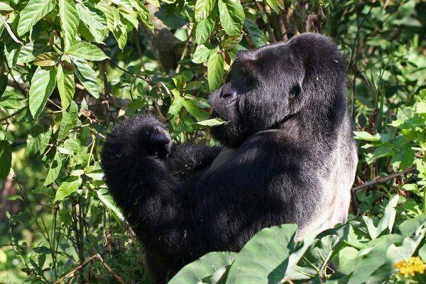 Gorilla Trekking in Uganda & Rwanda Rwanda Holiday Adventure