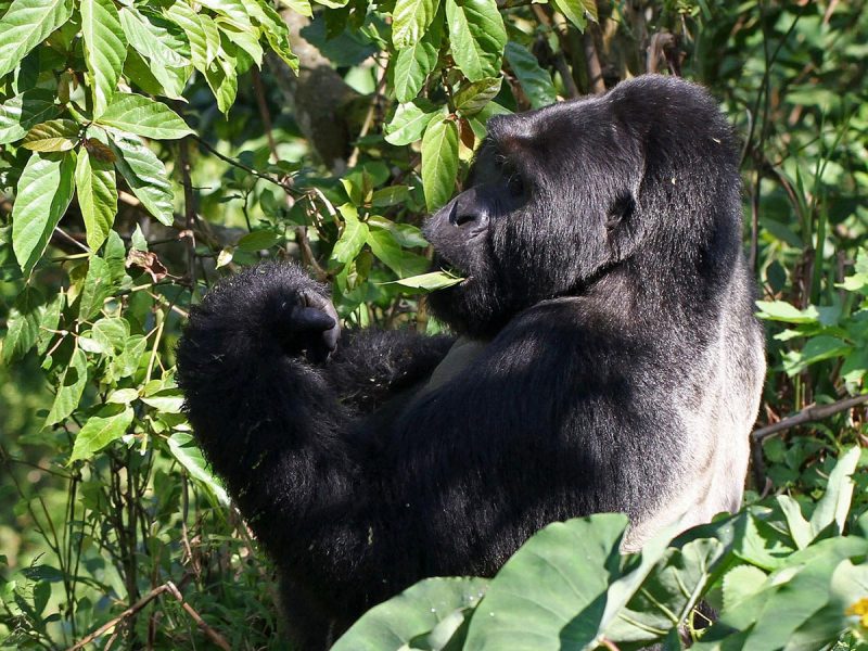 Gorilla Trekking in Uganda & Rwanda Rwanda Holiday Adventure