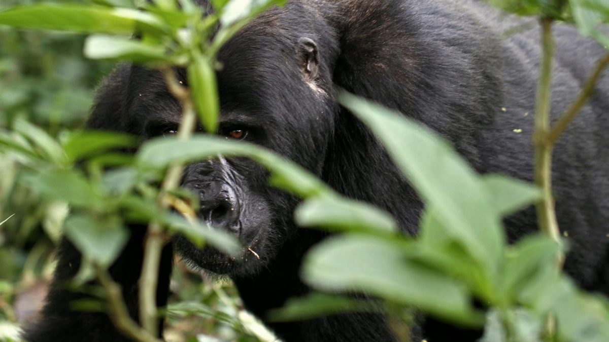 Gorillas & Chimpanzees Safari for 6 Days