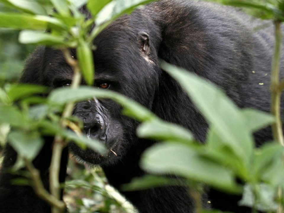 Gorillas & Chimpanzees Safari for 6 Days