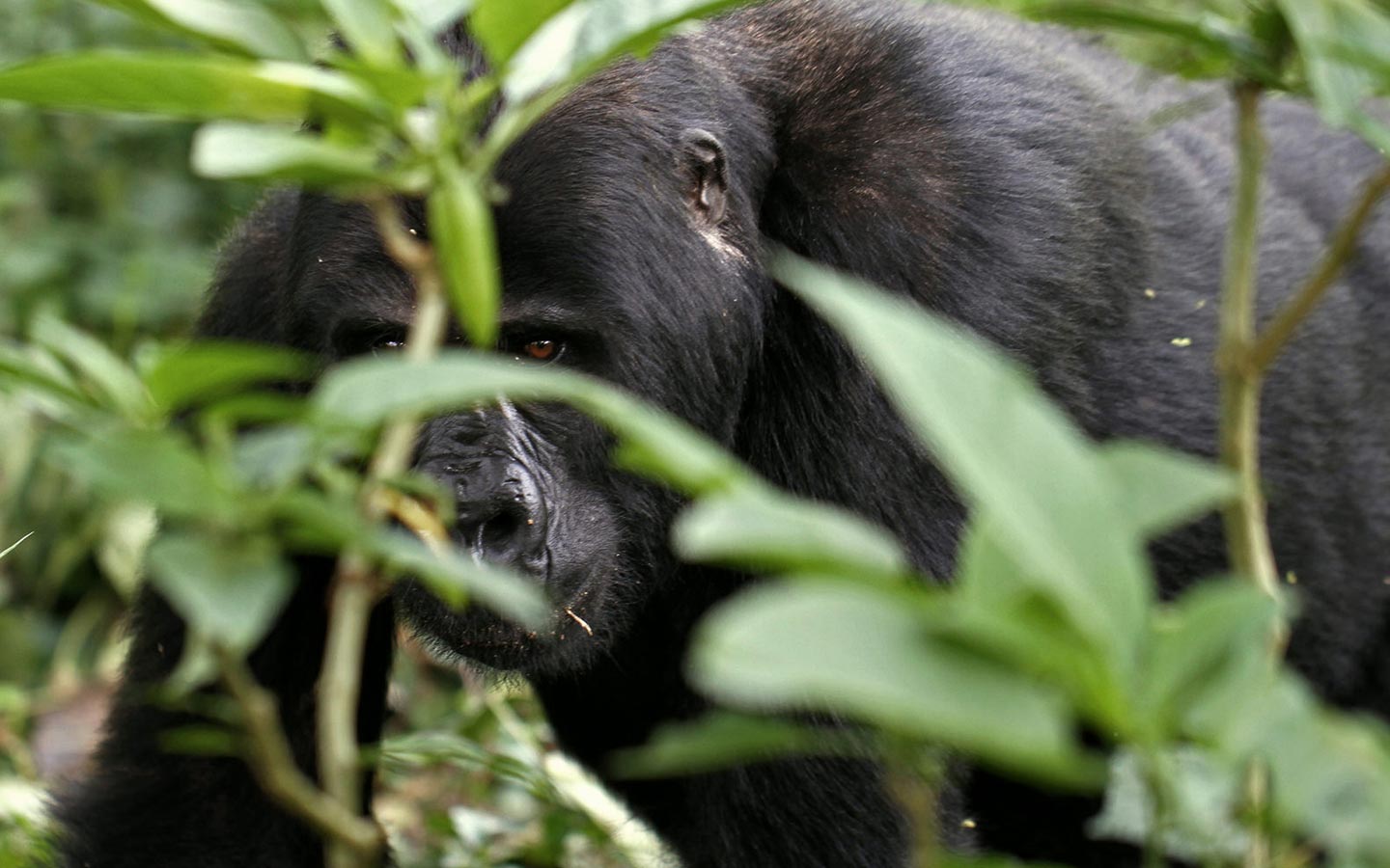 Gorillas & Chimpanzees Safari for 6 Days