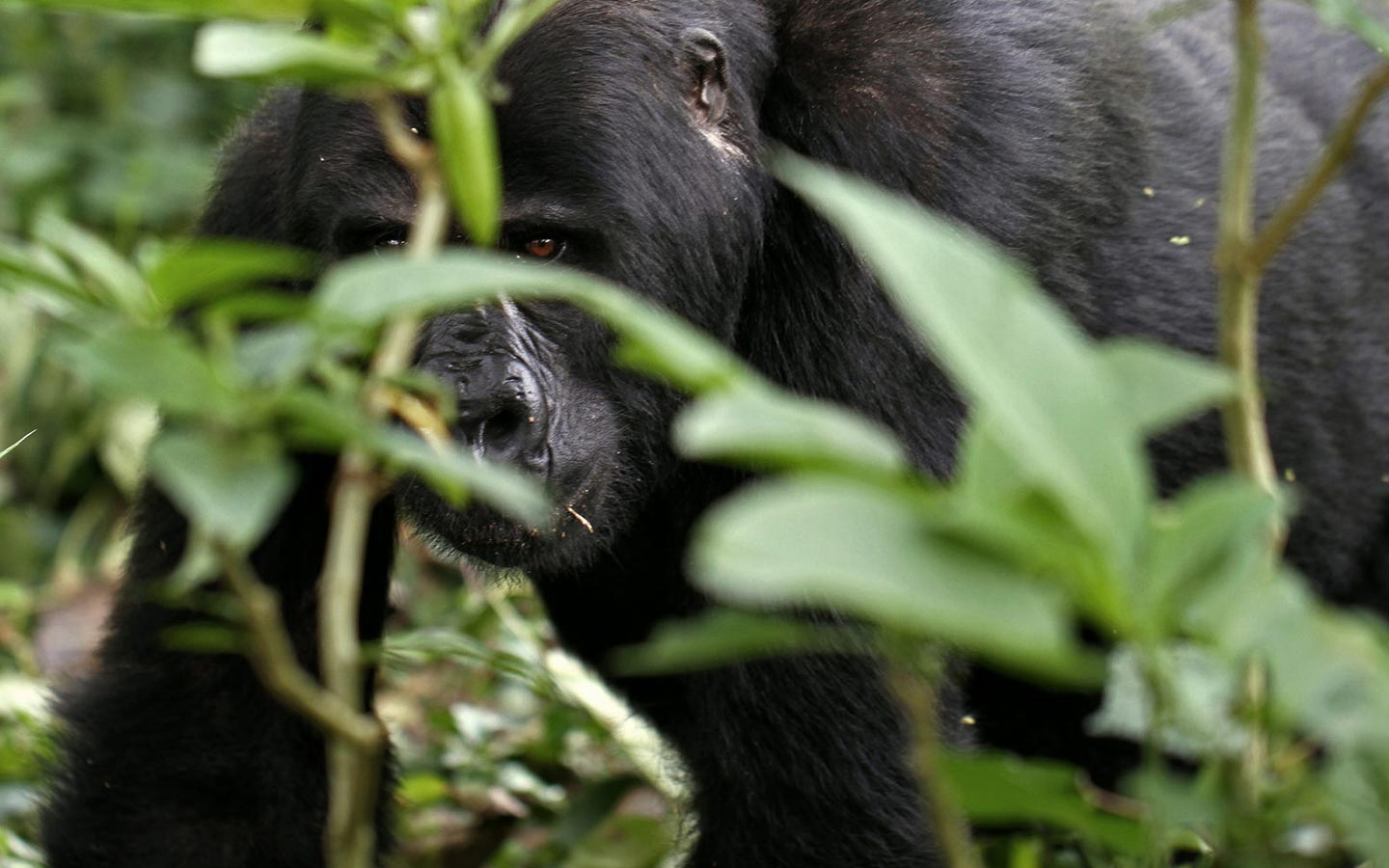 4 Days Uganda Gorilla Safari