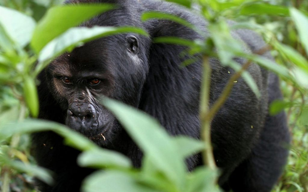 7 Days Rwanda Gorillas & Wildlife Safari