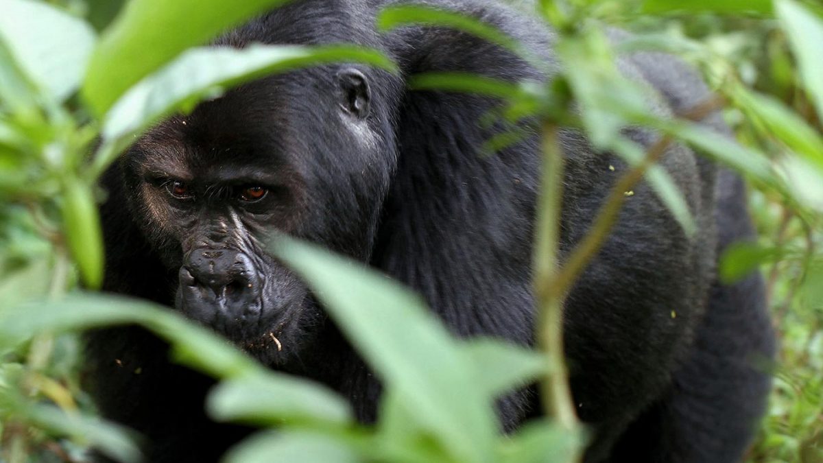 7 Days Rwanda Gorillas & Wildlife Safari