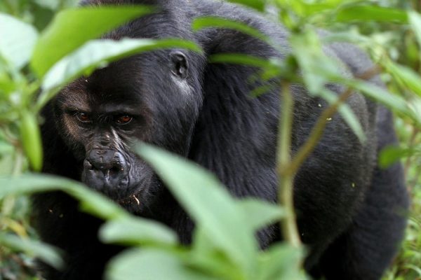 bwindi-impenetrable-forest3 7 Days Rwanda Gorillas & Wildlife Safari