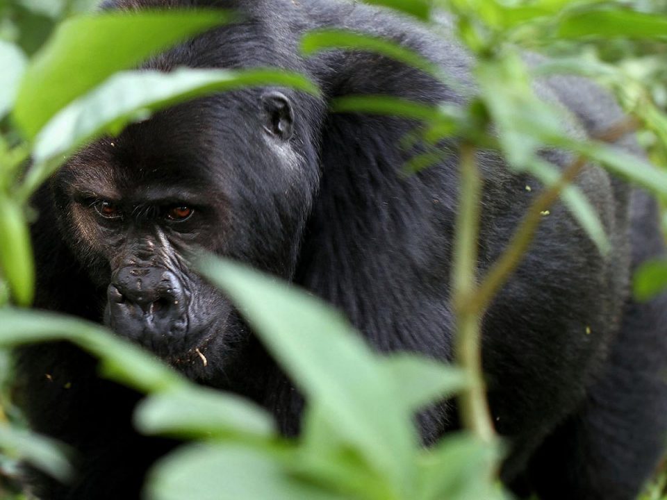 7 Days Rwanda Gorillas & Wildlife Safari