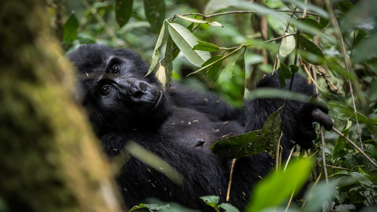 Uganda Gorilla Trekking Tours
