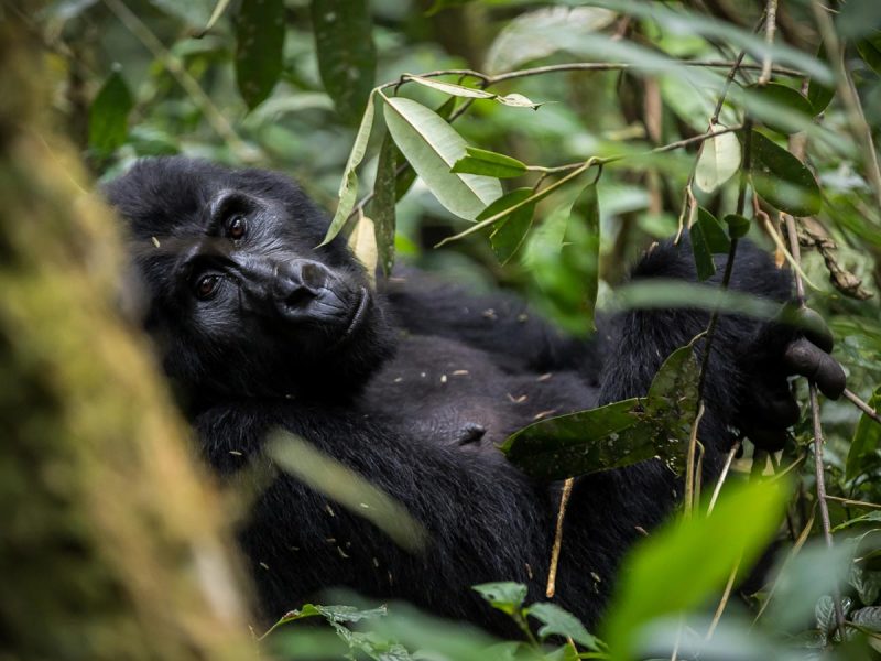 Uganda Gorilla Trekking Tours Uganda Gorilla Trekking Tours