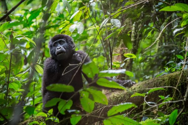 Uganda Gorilla Trekking Safari African Holidays