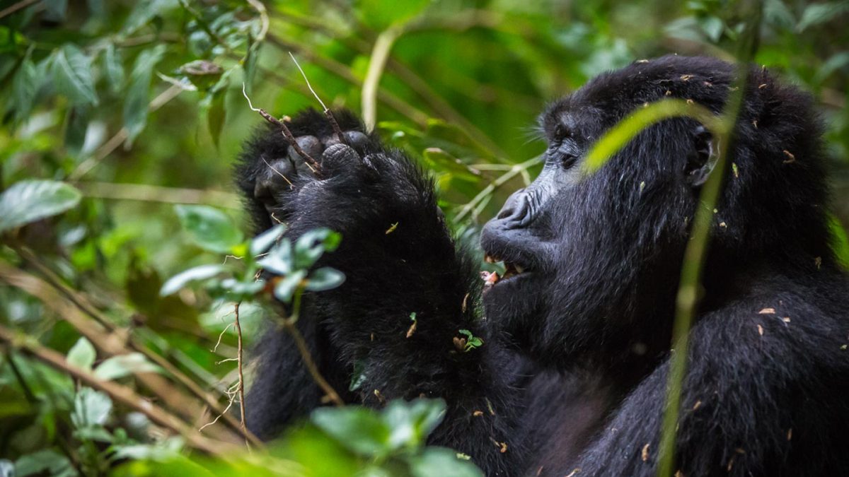 4 Days Uganda Rwanda Gorilla Safari