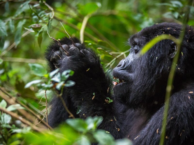 bwindi-mountain-gorilla4 4 Days Uganda Rwanda Gorilla Safari