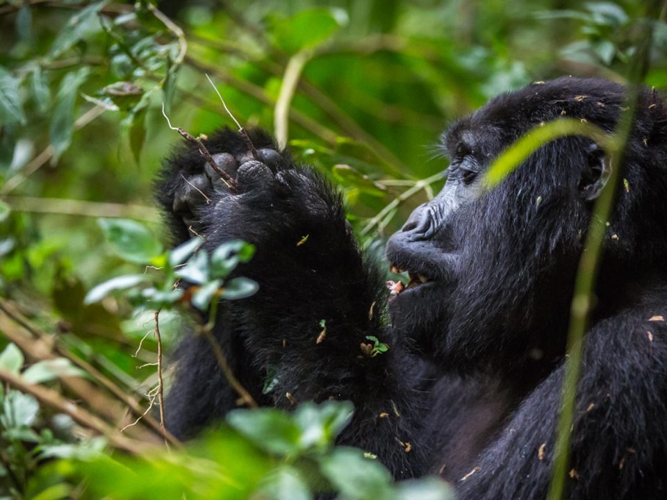 4 Days Uganda Rwanda Gorilla Safari