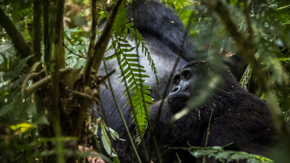 Uganda-highlights