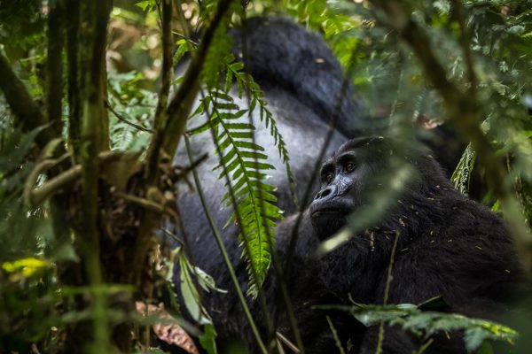bwindi-mountain-gorilla5 Uganda-highlights