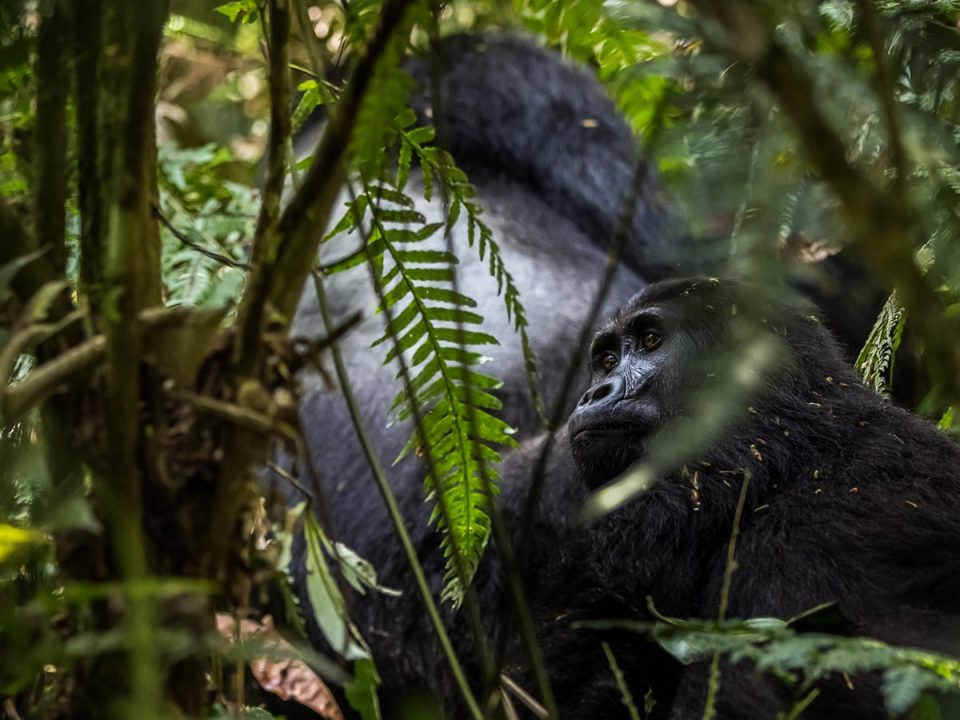 Uganda-highlights