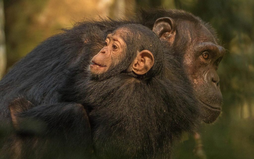 things-to-do-chimps