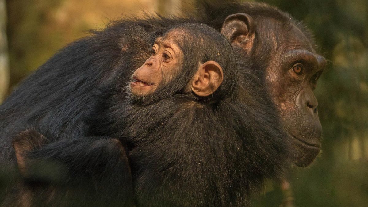 things-to-do-chimps