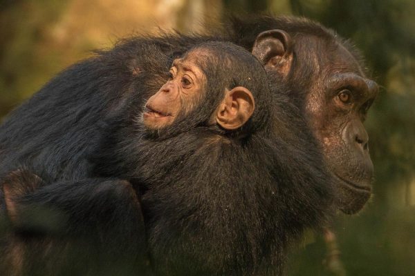 Kibale National Park things-to-do-chimps