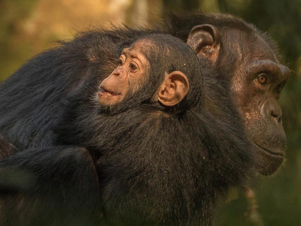 things-to-do-chimps