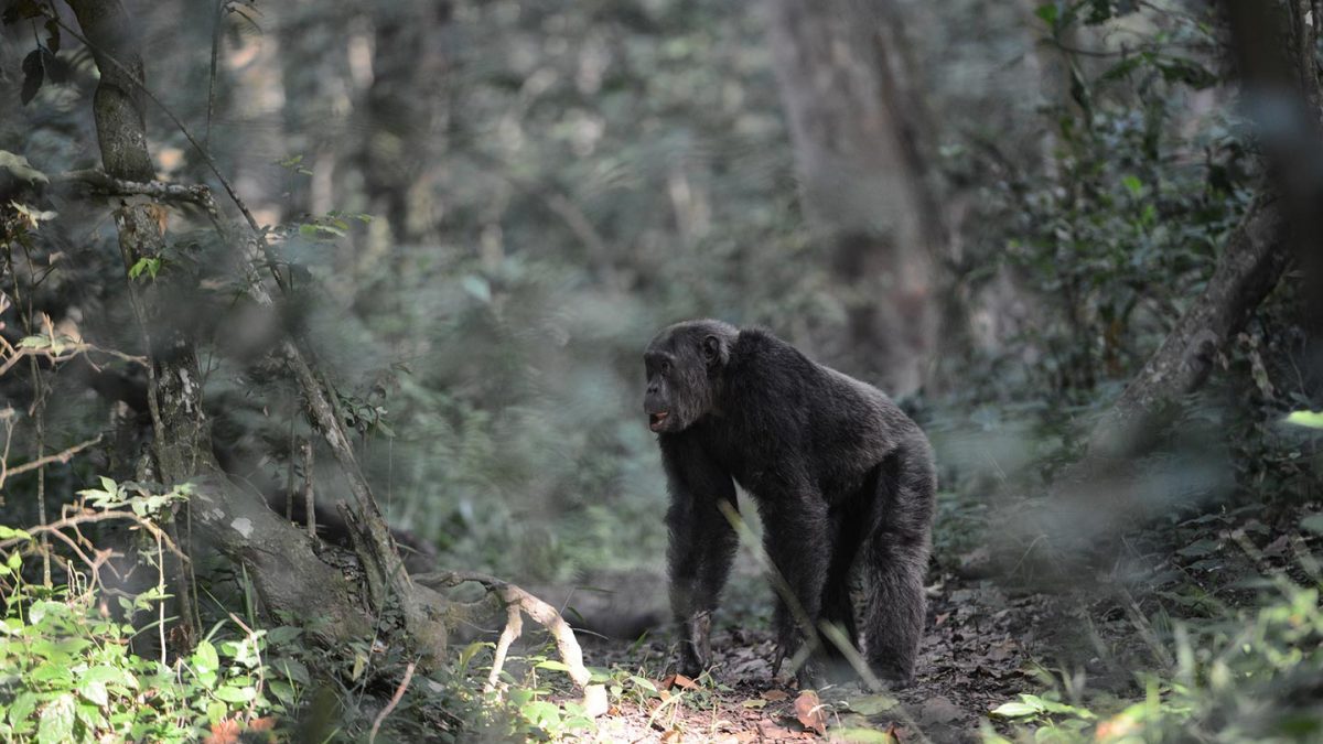 Uganda Chimpanzee Tracking