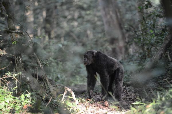 Uganda Chimpanzee Tracking