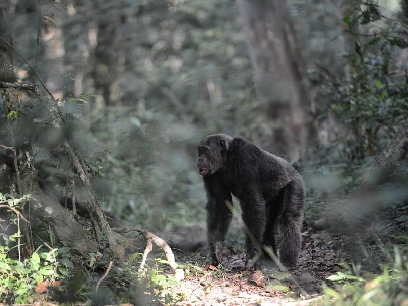 Uganda Chimpanzee Tracking Uganda Chimpanzee Tracking