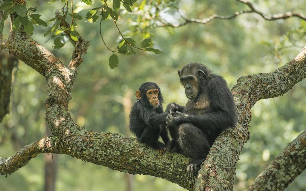 chimpanzees-trek-uganda