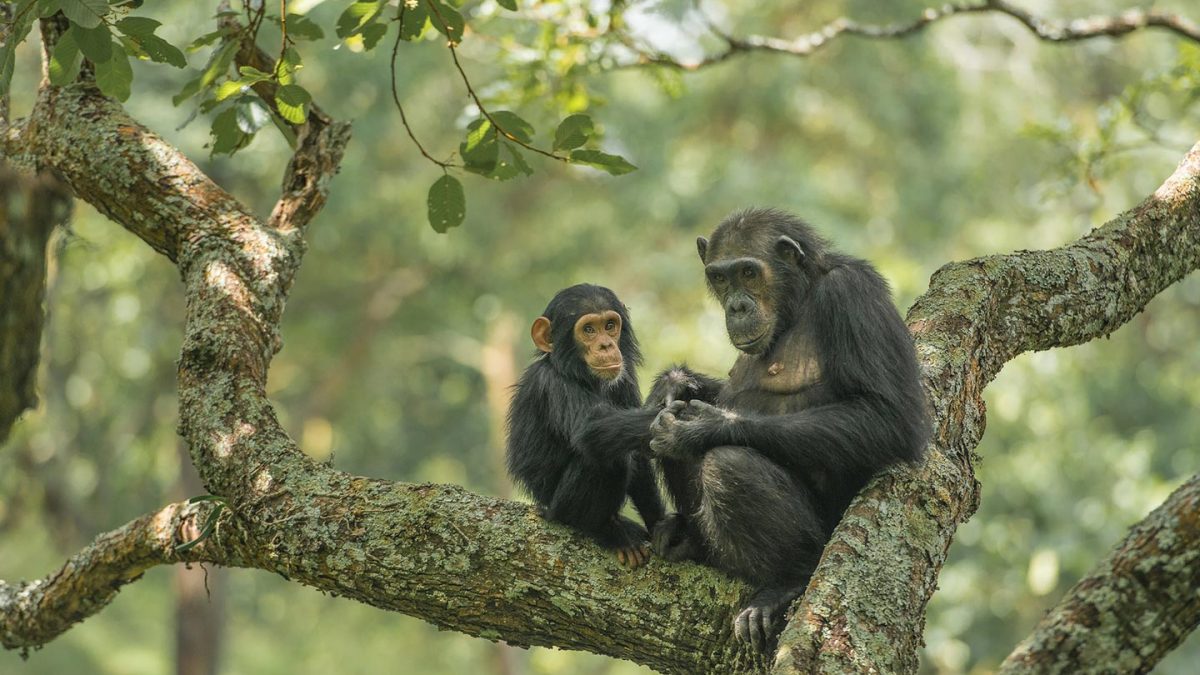 chimpanzees-trek-uganda