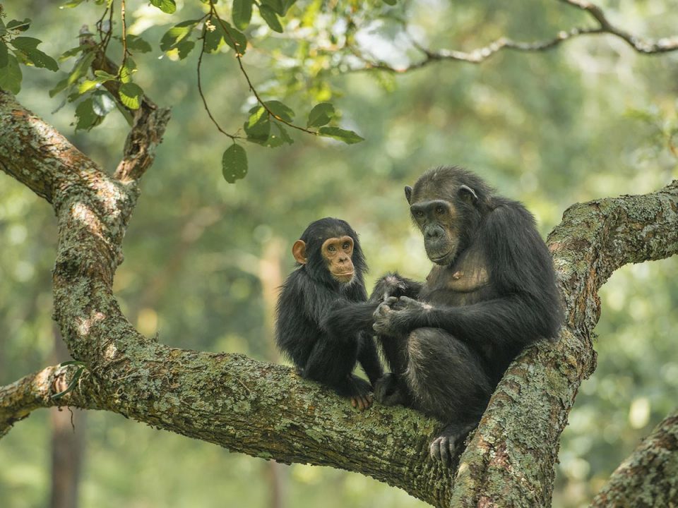 chimpanzees-trek-uganda