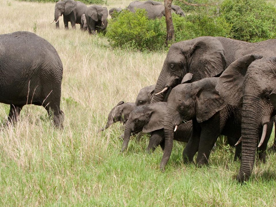 Toro-Semliki Wildlife Reserve