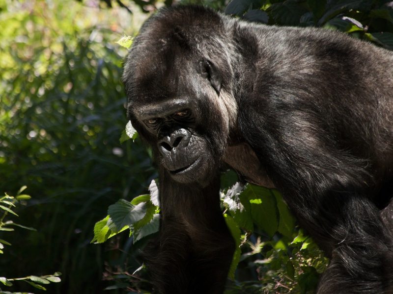 Uganda Gorilla Trekking Safari Uganda Gorilla Trekking Safari