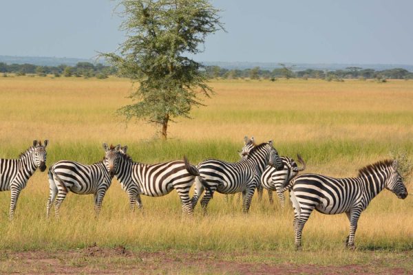 7 Days Rwanda Gorillas & Wildlife Safari