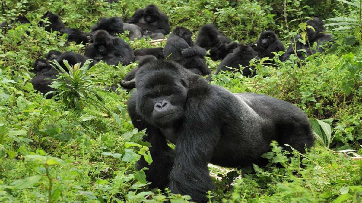 Gorilla Trekking in Uganda & Rwanda