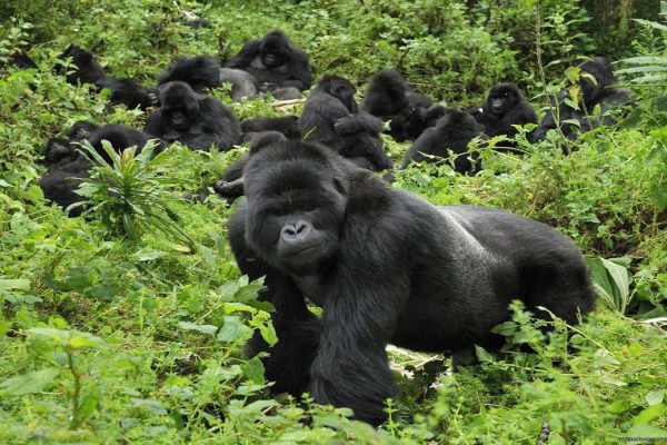 Gorillas in Bwindi Gorilla Trekking in Uganda & Rwanda