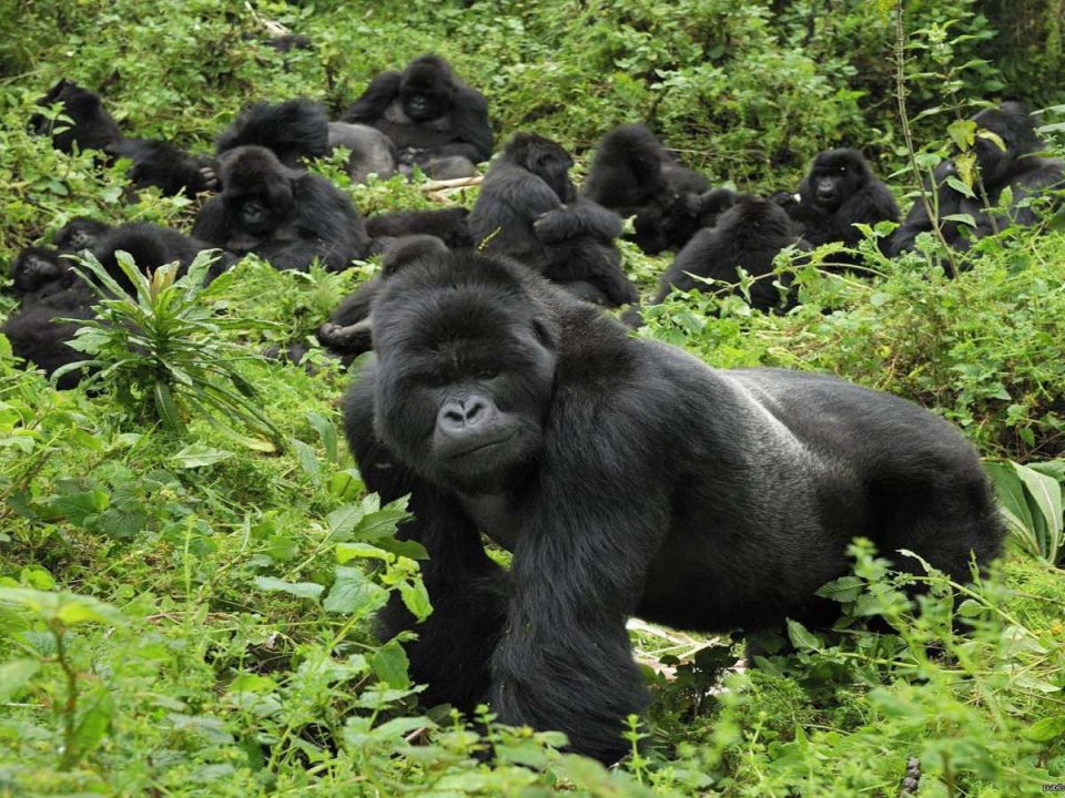 Gorilla Trekking in Uganda & Rwanda