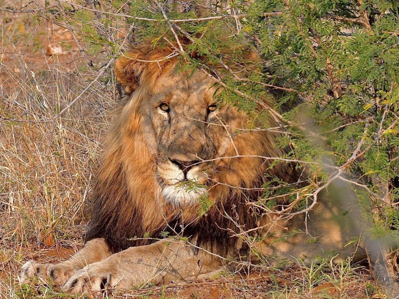 Tanzania Wildlife Safaris African Holidays