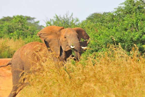 game-viewing-elephant 8 Days Classic Uganda Safari – Gorilla Trekking Adventure & Big Five Tour