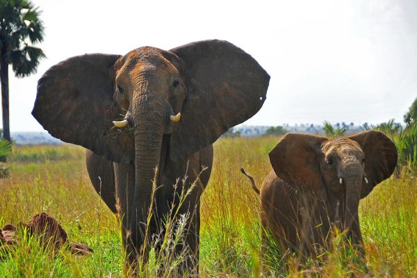 Game Viewing