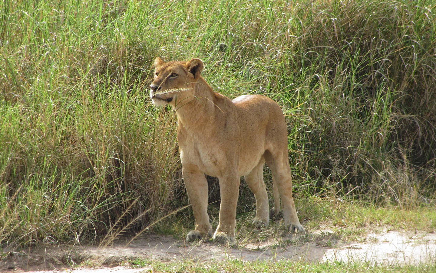 Flora and Fauna of Pian Upe Game Reserve