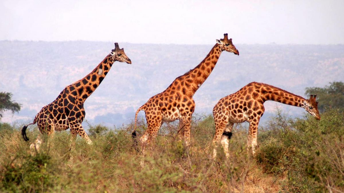 Flora and Fauna of Pian Upe