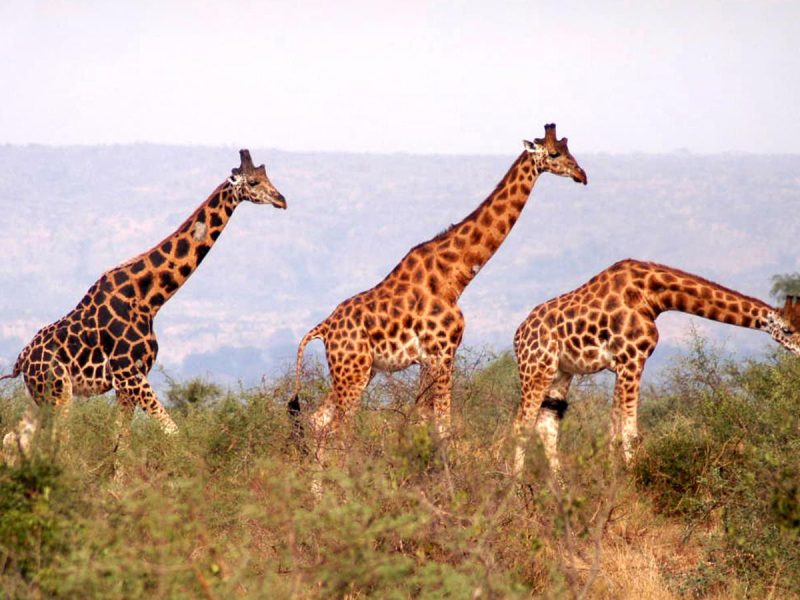 Flora and Fauna of Pian Upe Flora and Fauna of Pian Upe